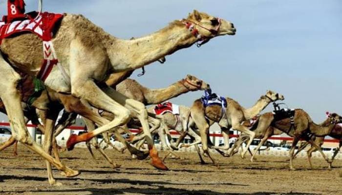 Why Dubai is a Perfect Vacation Destination in 2024
