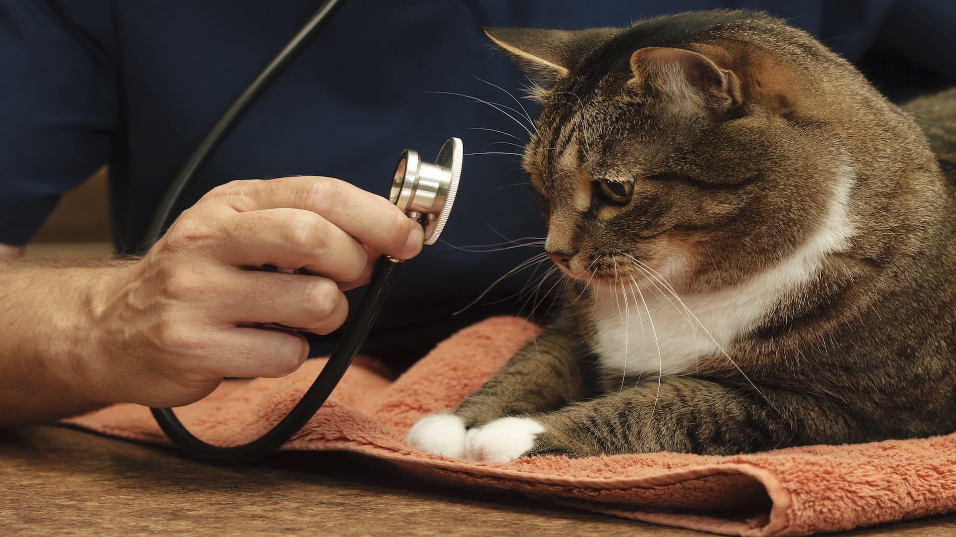 Al Barsha Vet Clinic (ABVC)