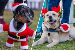 Barkfest: Christmas for Dogs