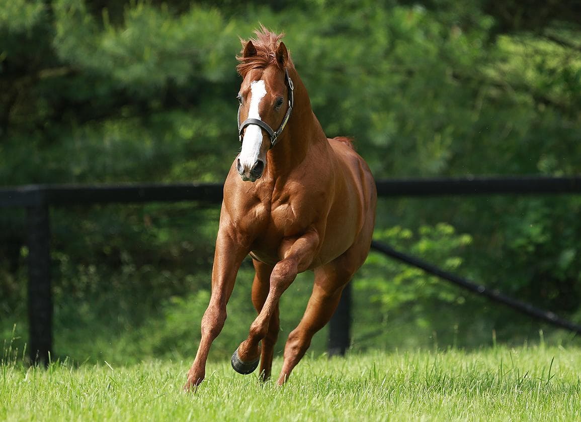 Top 10 Most Expensive Horses Ever Sold - 25 February 2026 - 18