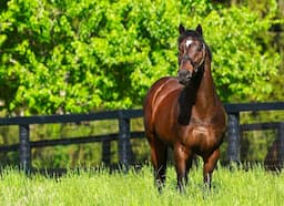 Top 10 Most Expensive Horses Ever Sold