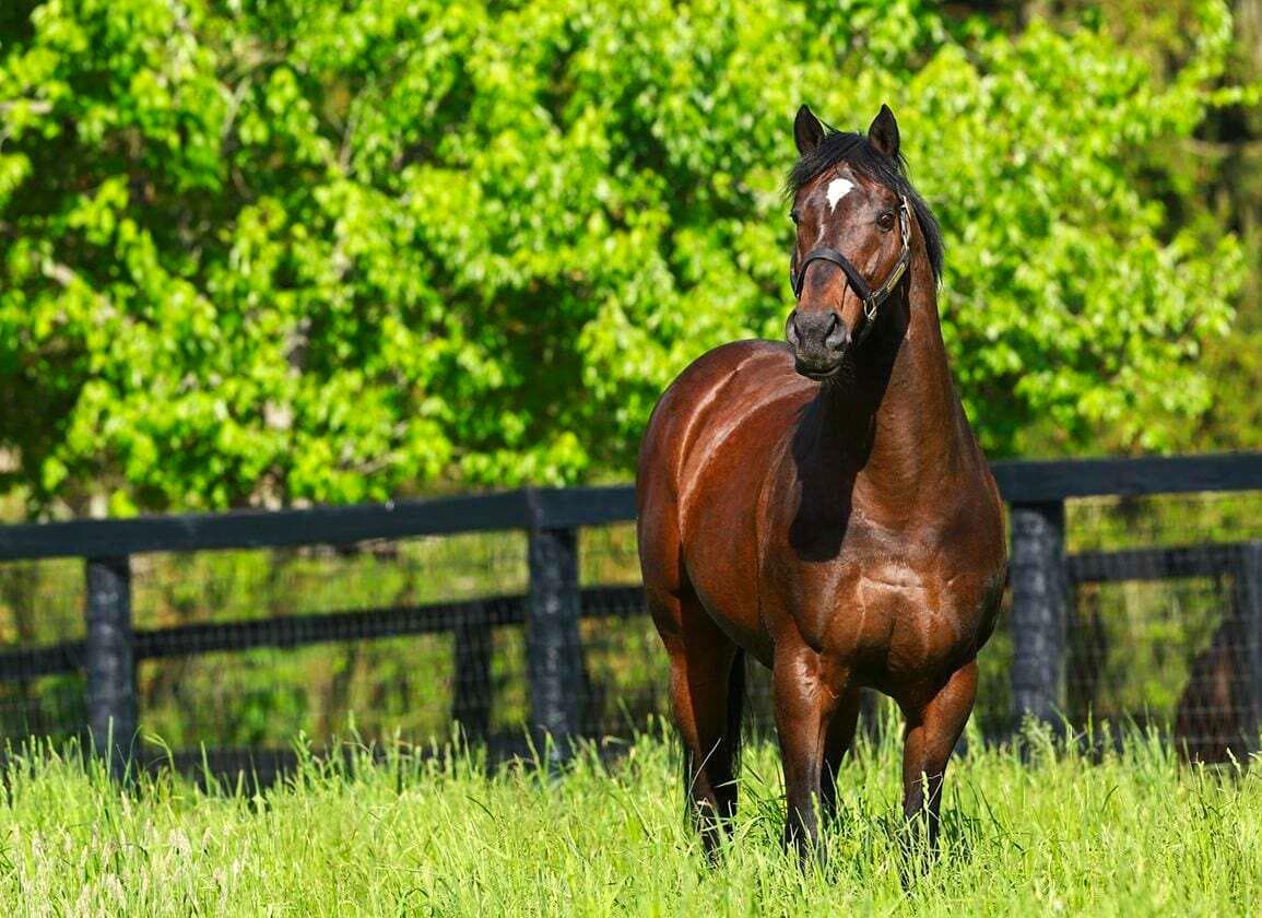 Top 10 Most Expensive Horses Ever Sold - 25 February 2026 - 0