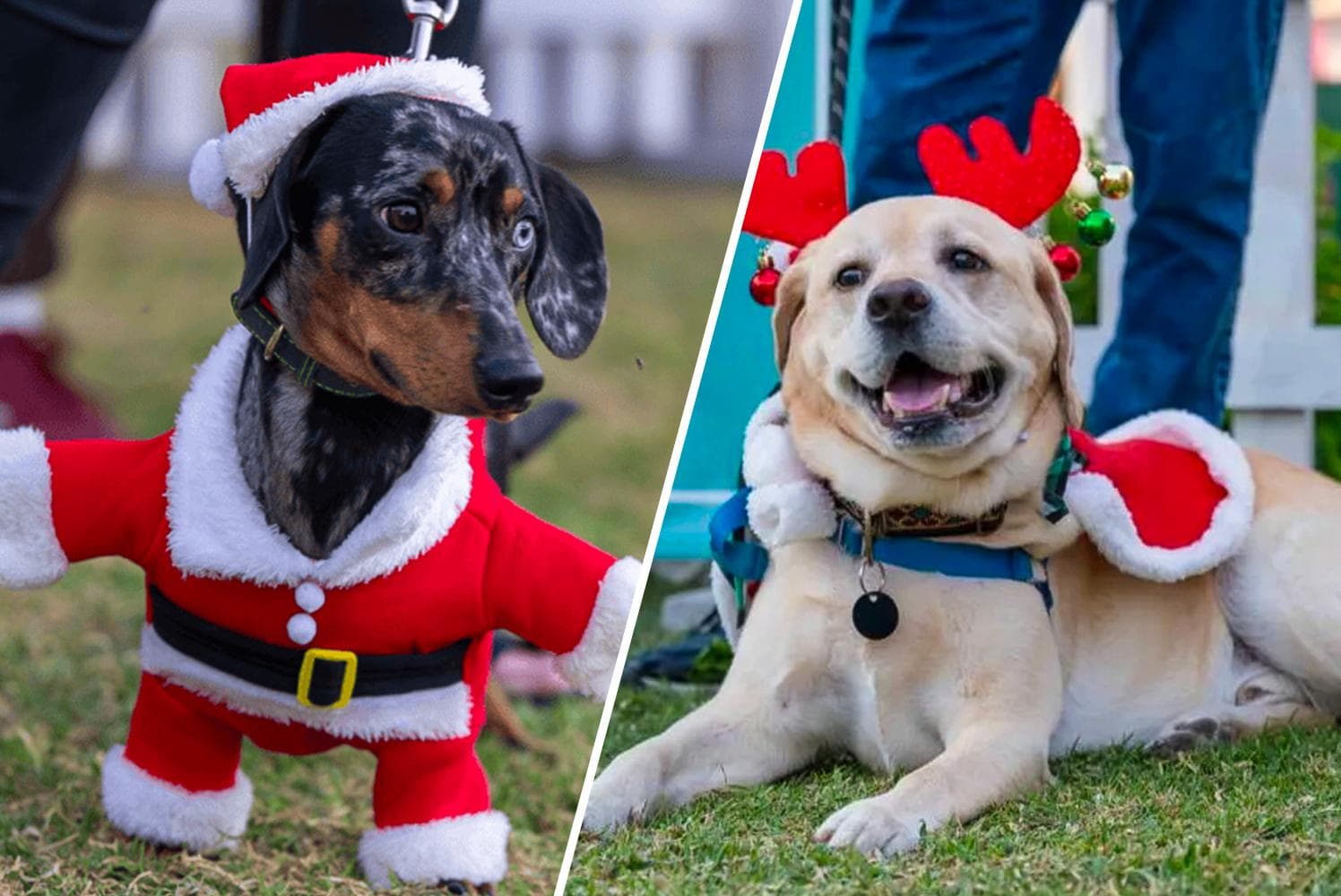 Barkfest: Christmas for Dogs - 10 December 2025 - 0