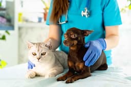 Top 10 Veterinary Clinics in Dubai: Premium Care for Your Pets