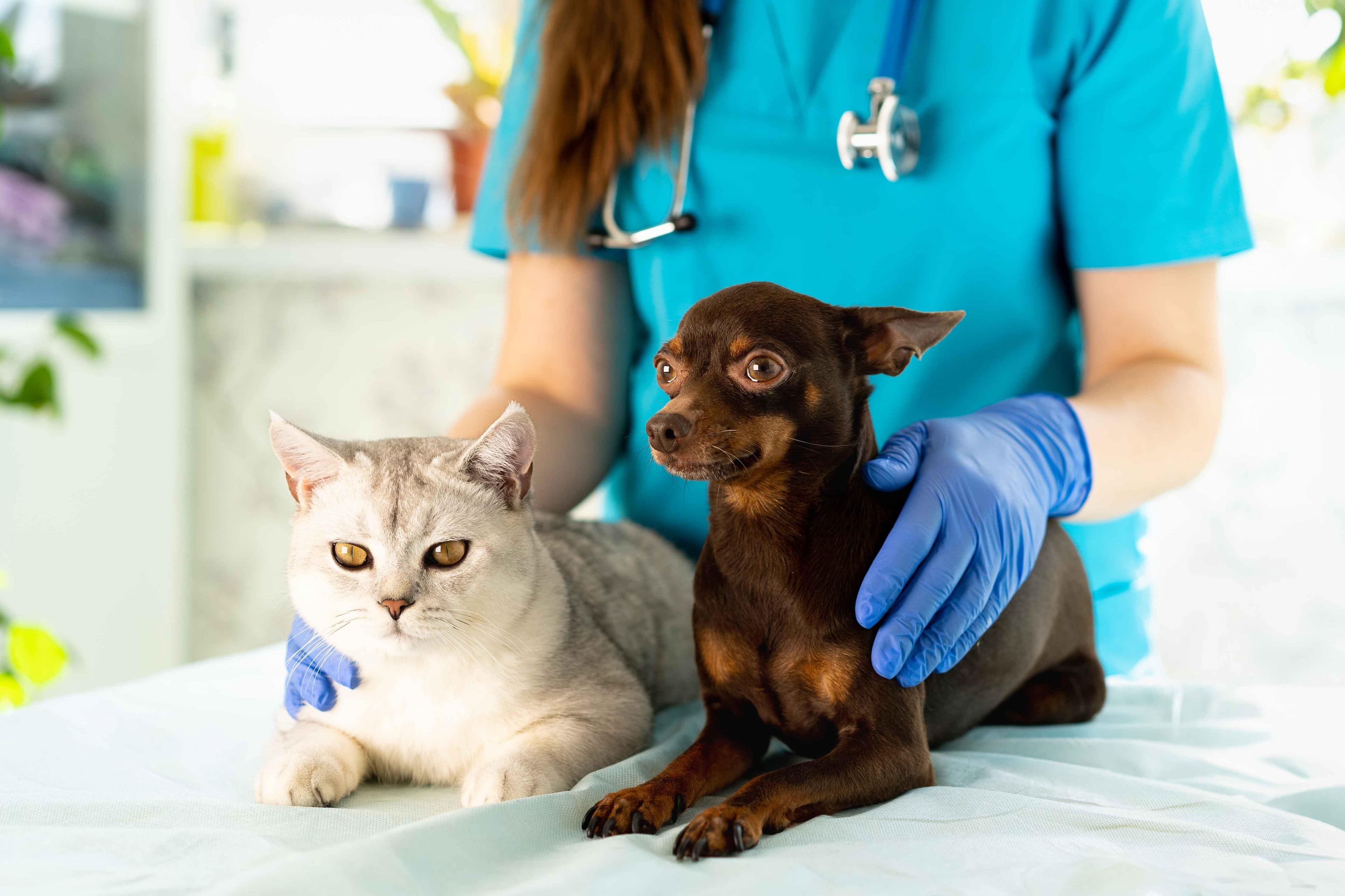 Top 10 Veterinary Clinics in Dubai: Premium Care for Your Pets