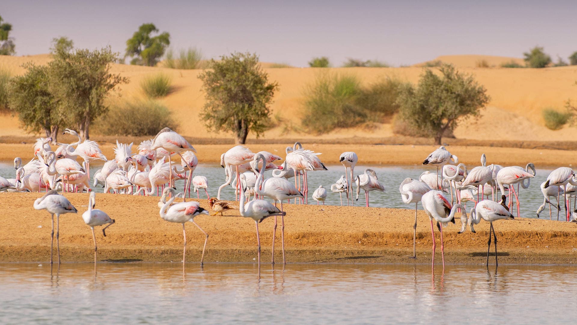 Lose Yourself in Nature at Al Qudra Park