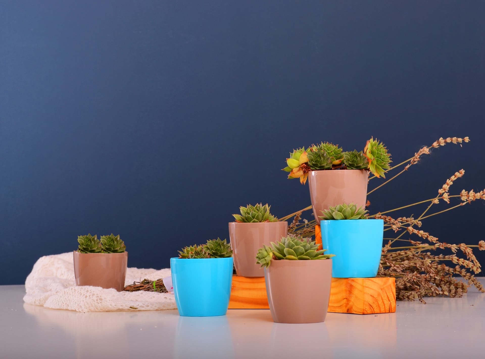 Potted Plants