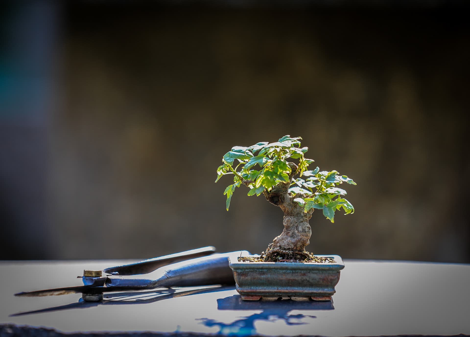 Bonsai