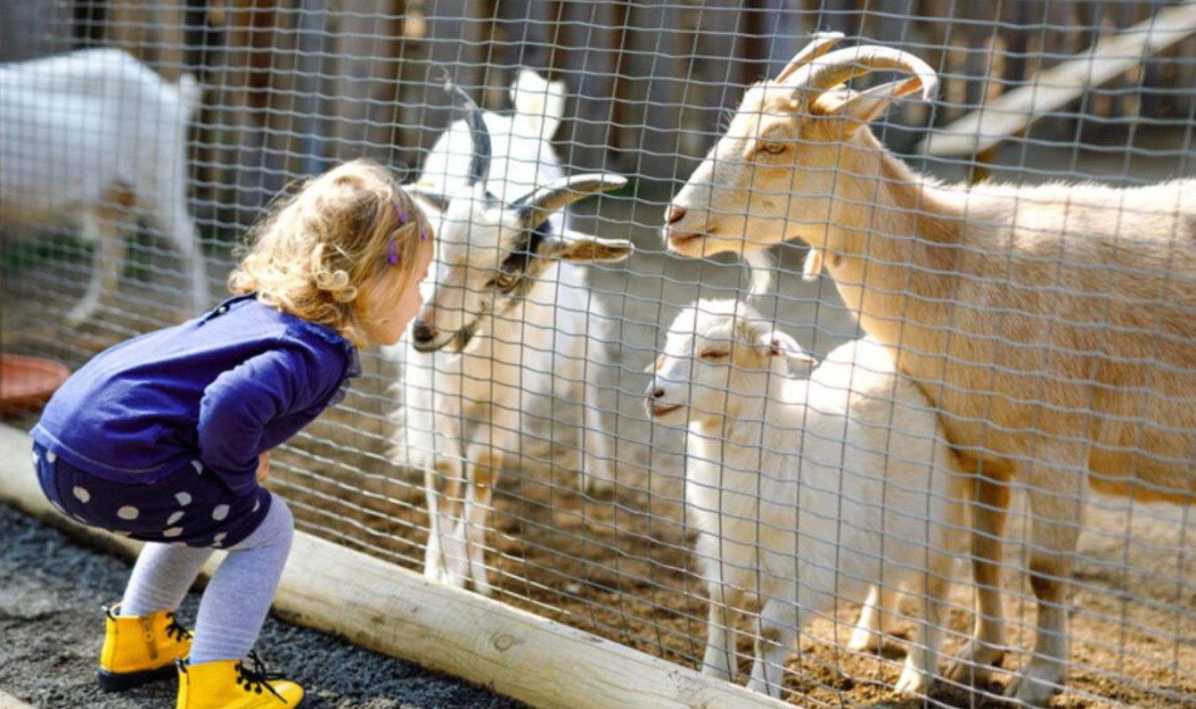 Damac Hills Pet Farm