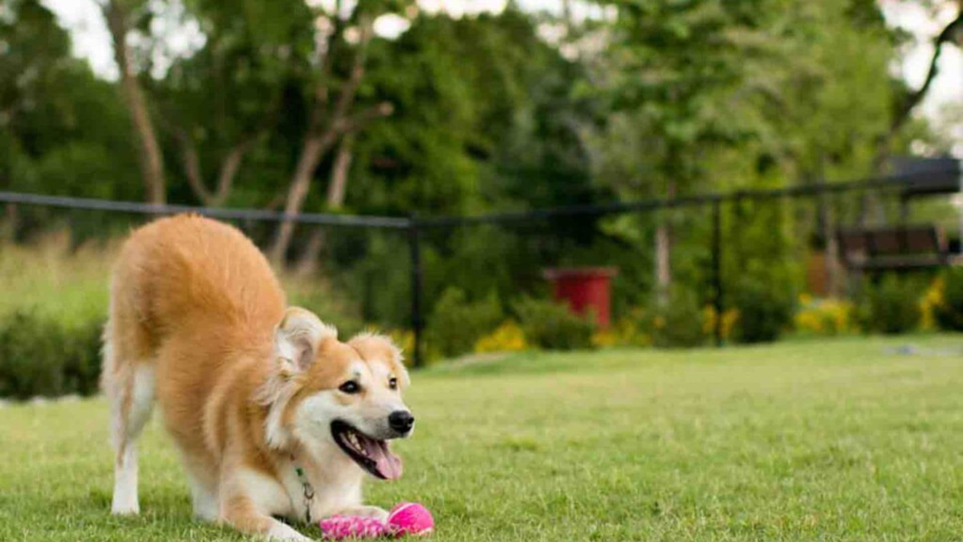 Dubai Hills Estate Dog Park