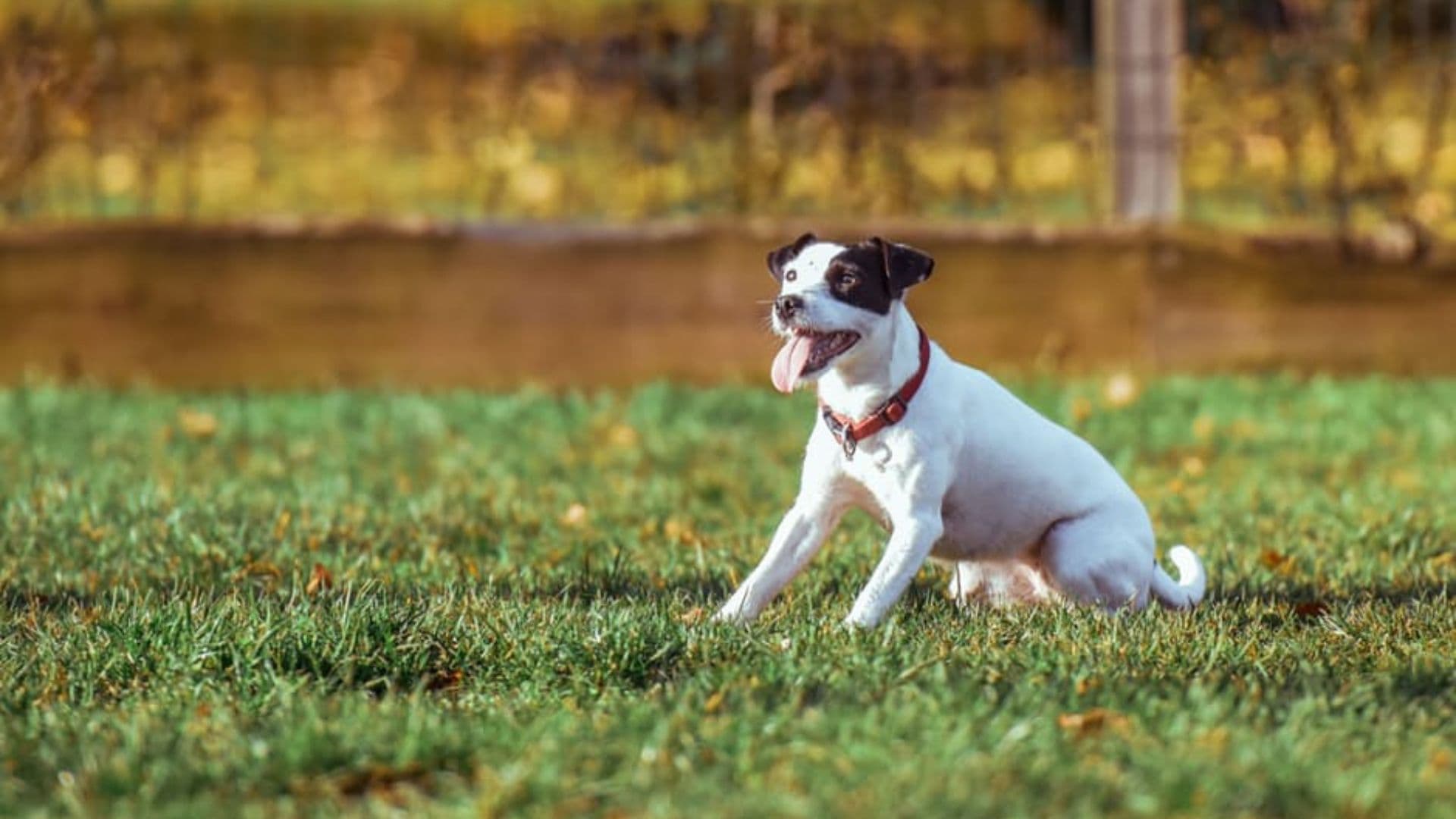 pet friendly parks in dubai