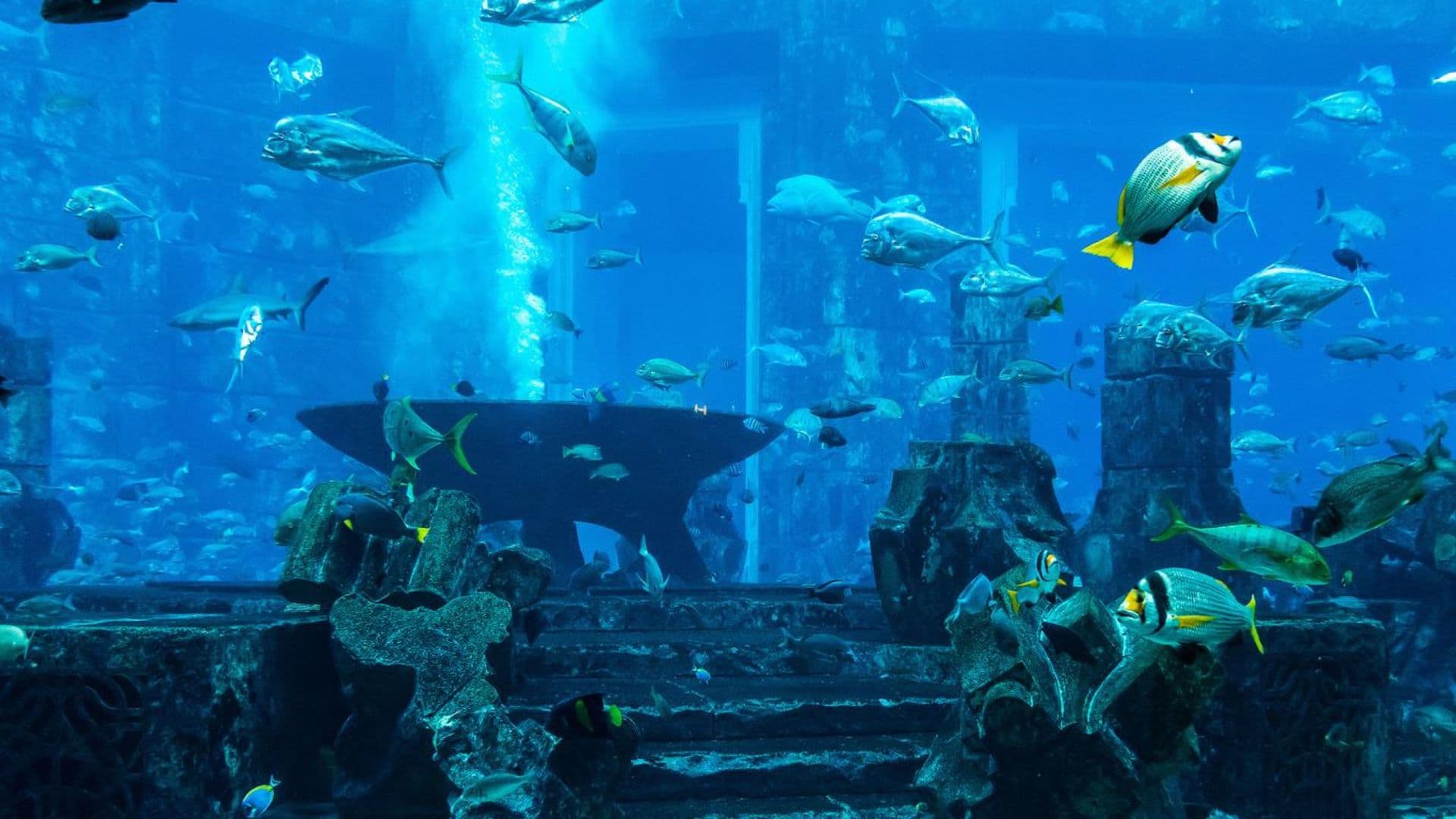 Your Guide to Dubai Mall - 4 May 2023 - 9