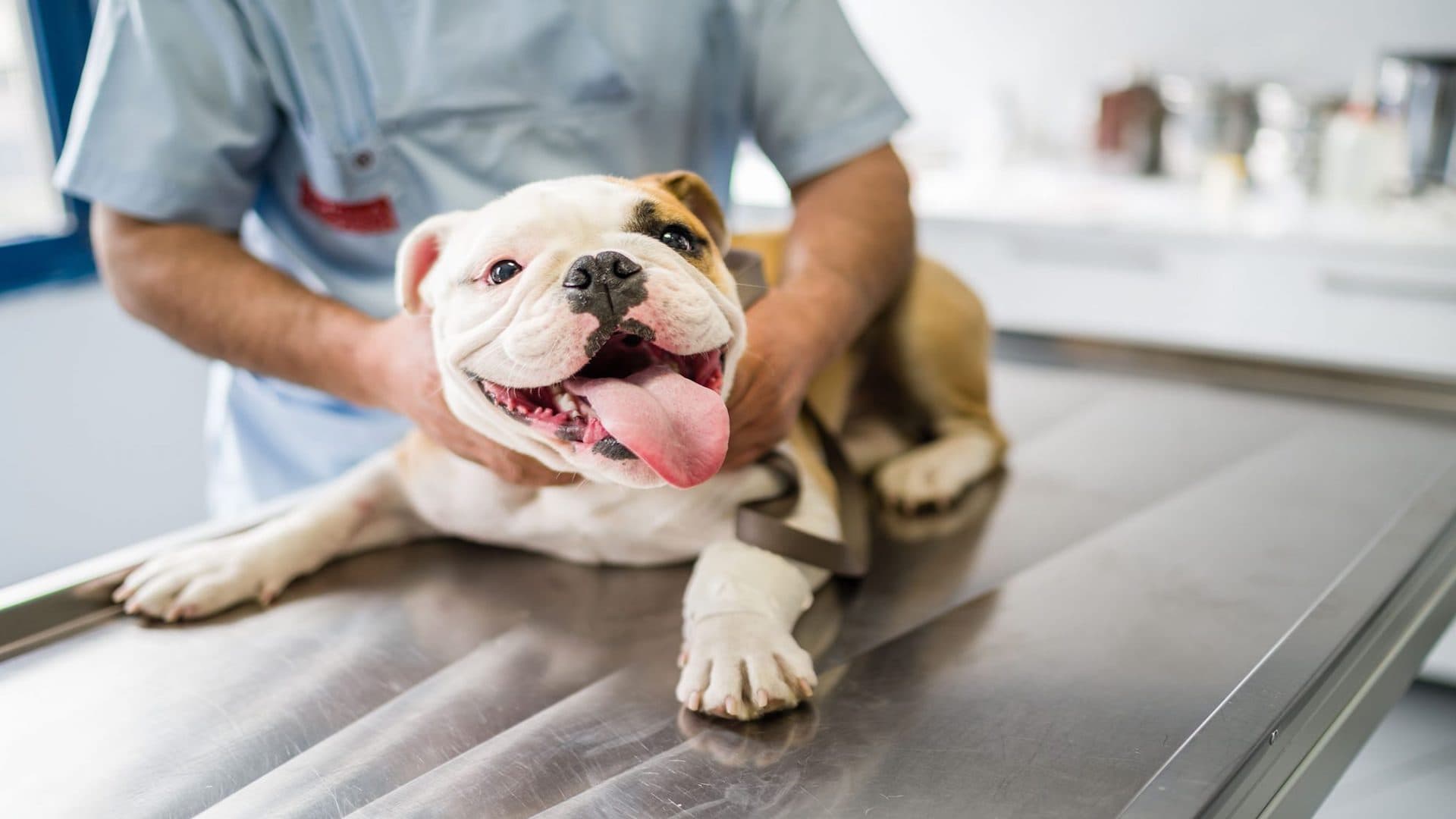 Harmony Vet Clinic