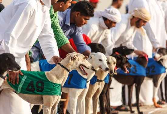 For the Love of Dogs  Top Seven Dog Friendly Places in Dubai