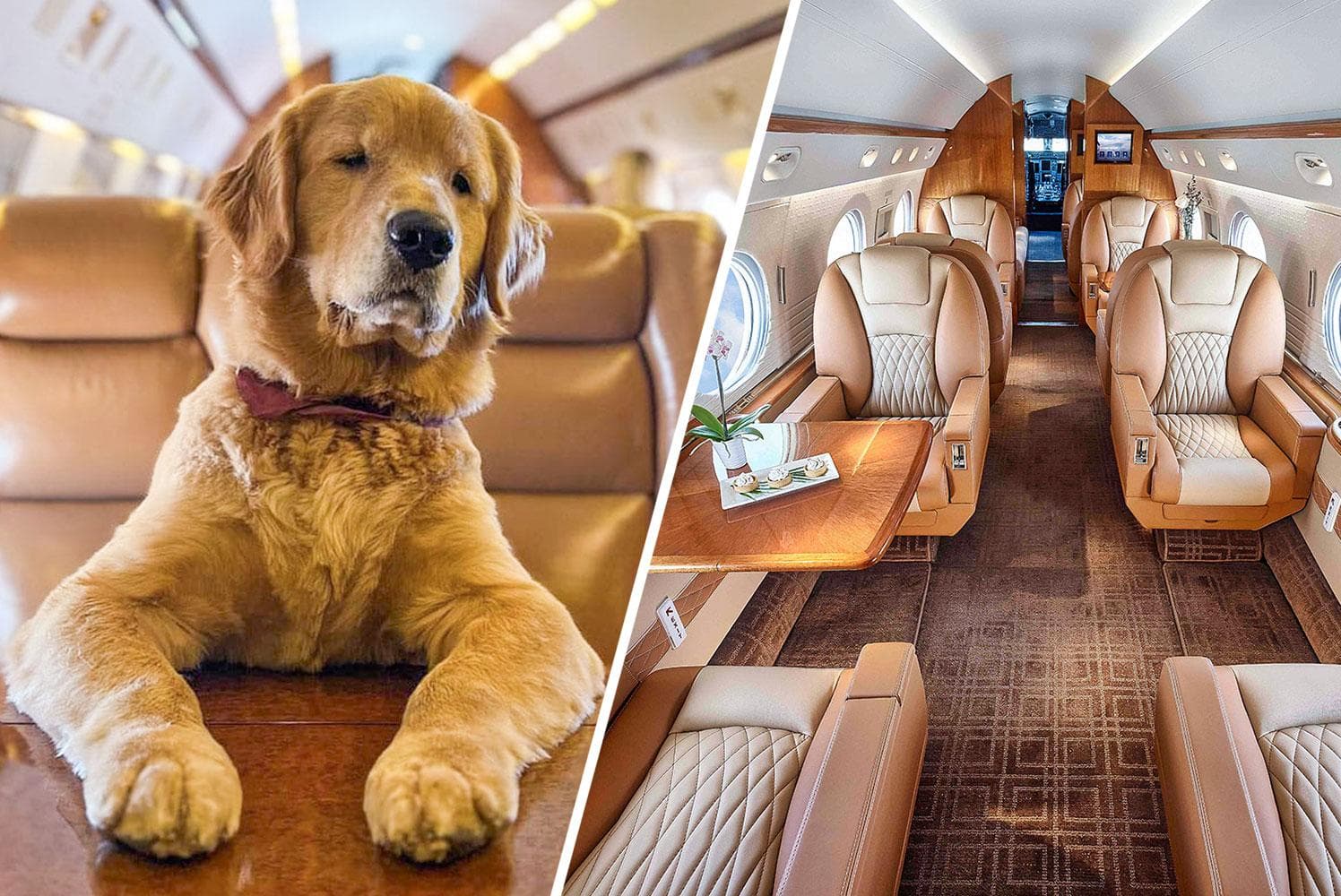 Luxury in the Skies: The Ultimate Guide to Pet Travel with K9 Private Jets