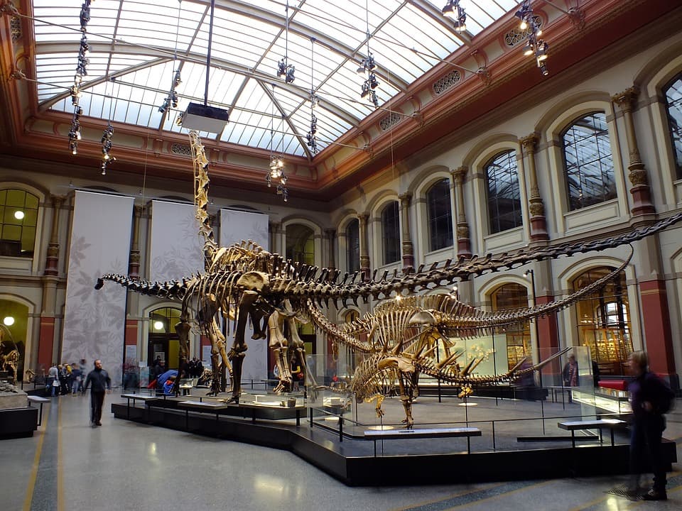 Dinosaur in Natural History Museum