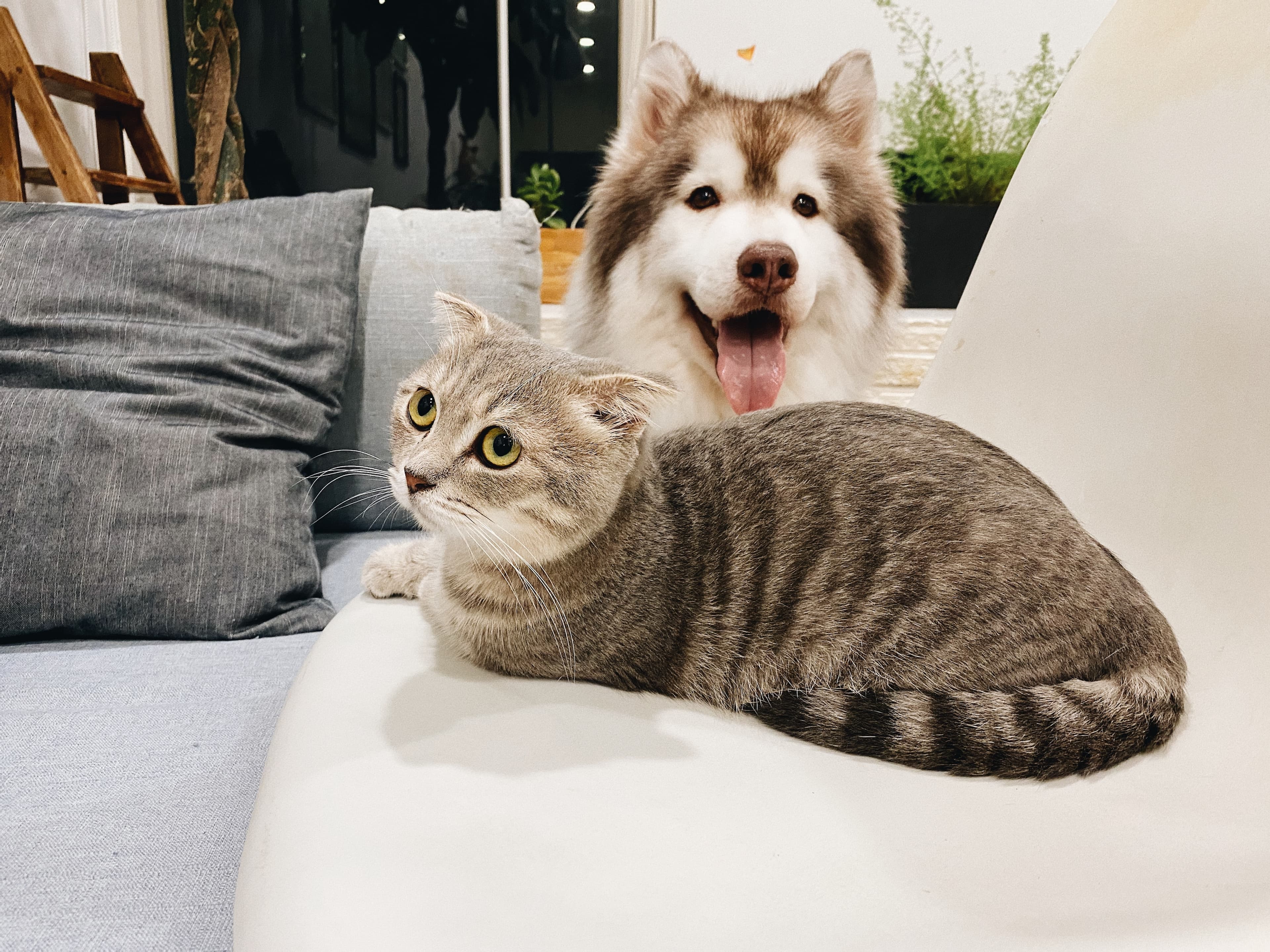 Top Pet-Friendly Apartments in Dubai