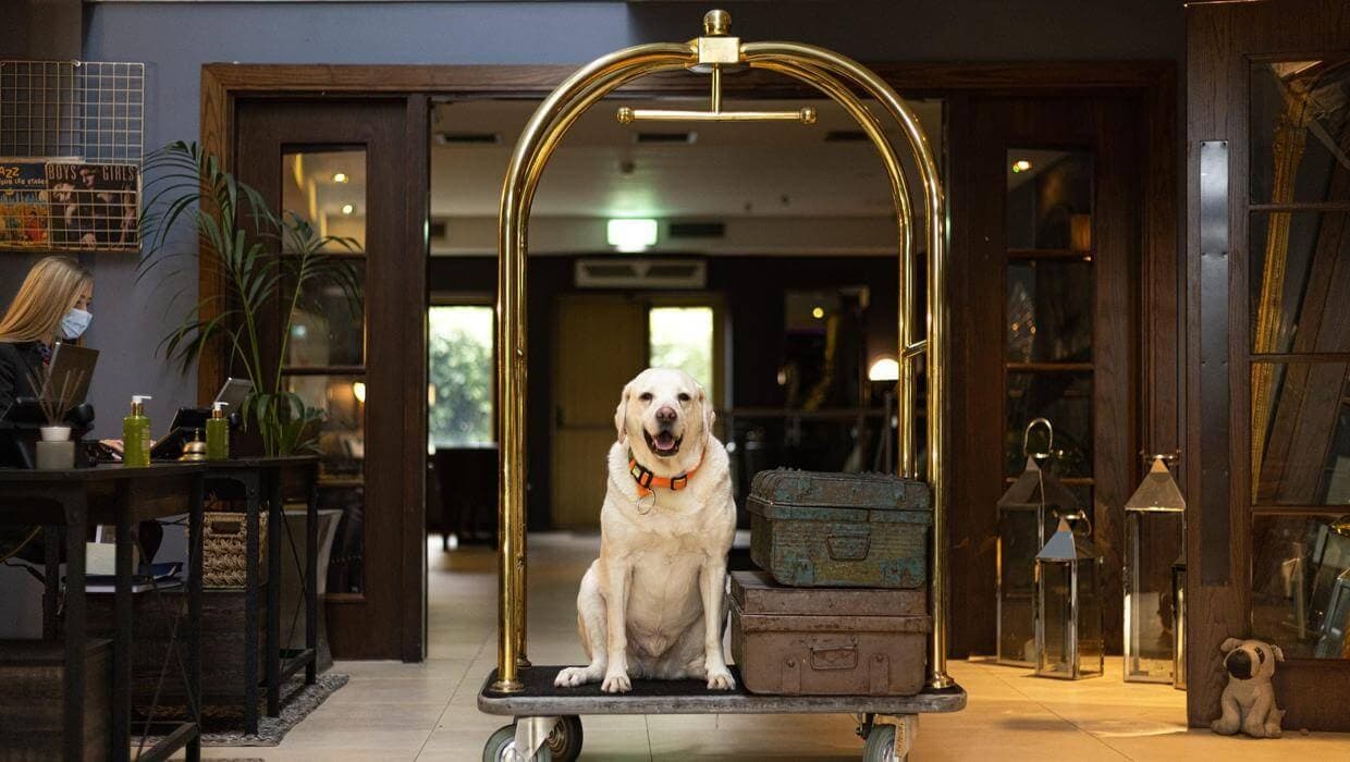 Looking for a Dog Friendly Hotels in Dubai 2024