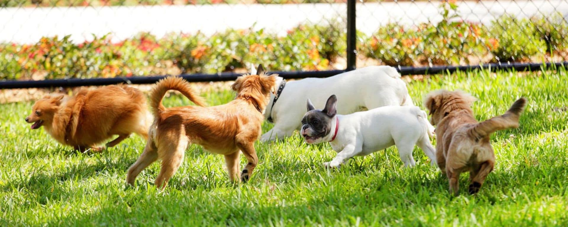 Pet-Friendly Parks in Dubai
